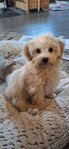 Maltipoo valp