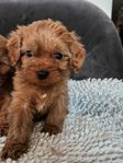 Cavapoo