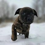 staffordshire bullterrier