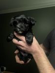 Yorkipoo valpar