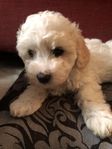 Valpar Maltipoo