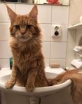 Hankatt för avel (Maine Coon utan stamtavla)