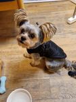 Yorkshireterrier - Omplacering