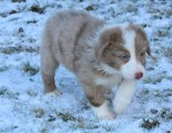 Bordercollie / Miniature American Shepherd