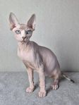 Sphynx hane 6 månader