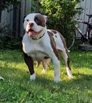 amerikansk bulldog valpar 