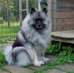 Keeshond tik