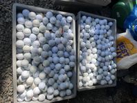 golfbollar 