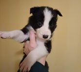 bordercollie valpar leveransklara 28 dec 