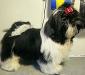 Registrerad Shih Tzu valp