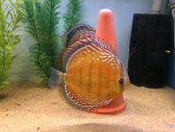 Diskus Discus 