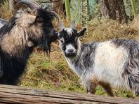 Afrikanska dvärg bock killingar 