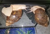 Archachatina marginata