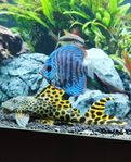 L075 Pleco, Mal