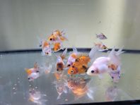 Slöjstjärt guldfisk fancy goldfish Ryukin