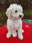 goldendoodle valp