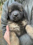 Leonberger valpar 