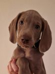 Jättefina Weimaraner valpar säljes