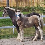 irish cob