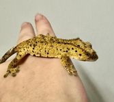 Ögonfransgecko bebisar dalmatiner (importerad pappa)