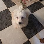 Coton de tulear valp hane