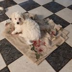 Coton de tulear valp hane