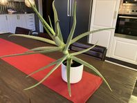 Växter Aloe Vera, 2 st