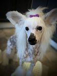 Chinese Crested dog 