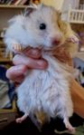 guldhamster ungar långhåriga 