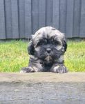 Shih Tzu valpar leveransklara 