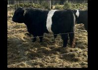 Belted Galloway tjur 