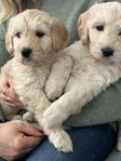 Multigenerations labradoodle