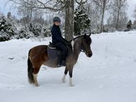 trevlig rid och körponny säljes 