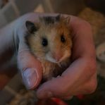 Guldhamster 