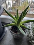 Aloe vera i kruka