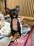 Busiga chihuahua valpar redo för egna hem 