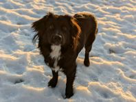 Omplacering av våran Miniature American Shepherd 