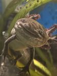 Axolotl ungar räkor guppy ancistrus 