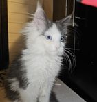 Maine Coon (BlueEyes)