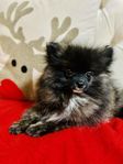 Mini pomeranian valp