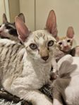 Cornish Rex pojkar