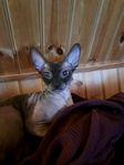 Cornish Rex mix kattungar Chip,bes,vacc, redo för nytt hem!