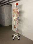 Lyxigt anatomiskt skelett 3B Scientific GmbH