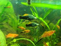 Beautiful Berlin Black Swordtail Fish for Sale