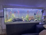 komplett akvarium med 20+ fiskar 