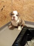 Olde english bulldog 