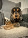 Engelsk Cocker Spaniel hane, fodervärd sökes