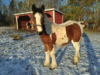 2 st Irish cob föl