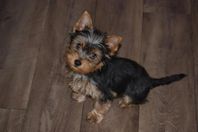 Yorkshireterrier tikvalp 