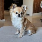 Chihuahua hane långhår 7 mån Reg SKK